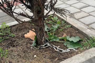 Біля миколаївської “Могилянки” “посадили на ланцюг” кущ ялівцю Біля миколаївської “Могилянки” “посадили на ланцюг” кущ ялівцю