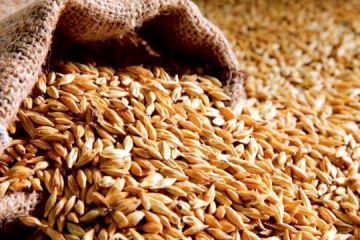 Російське вторгнення в Україну : Порти країн Балтії найбільш перспективні для експорту українського зерна Російське вторгнення в Україну : Порти країн Балтії найбільш перспективні для експорту українського зерна