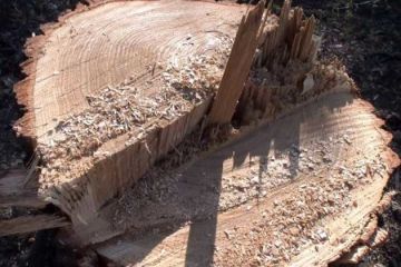 Інформаційне агентство : Незаконна порубка дубів – підозрюваному загрожує до 7 років ув’язнення Інформаційне агентство : Незаконна порубка дубів – підозрюваному загрожує до 7 років ув’язнення