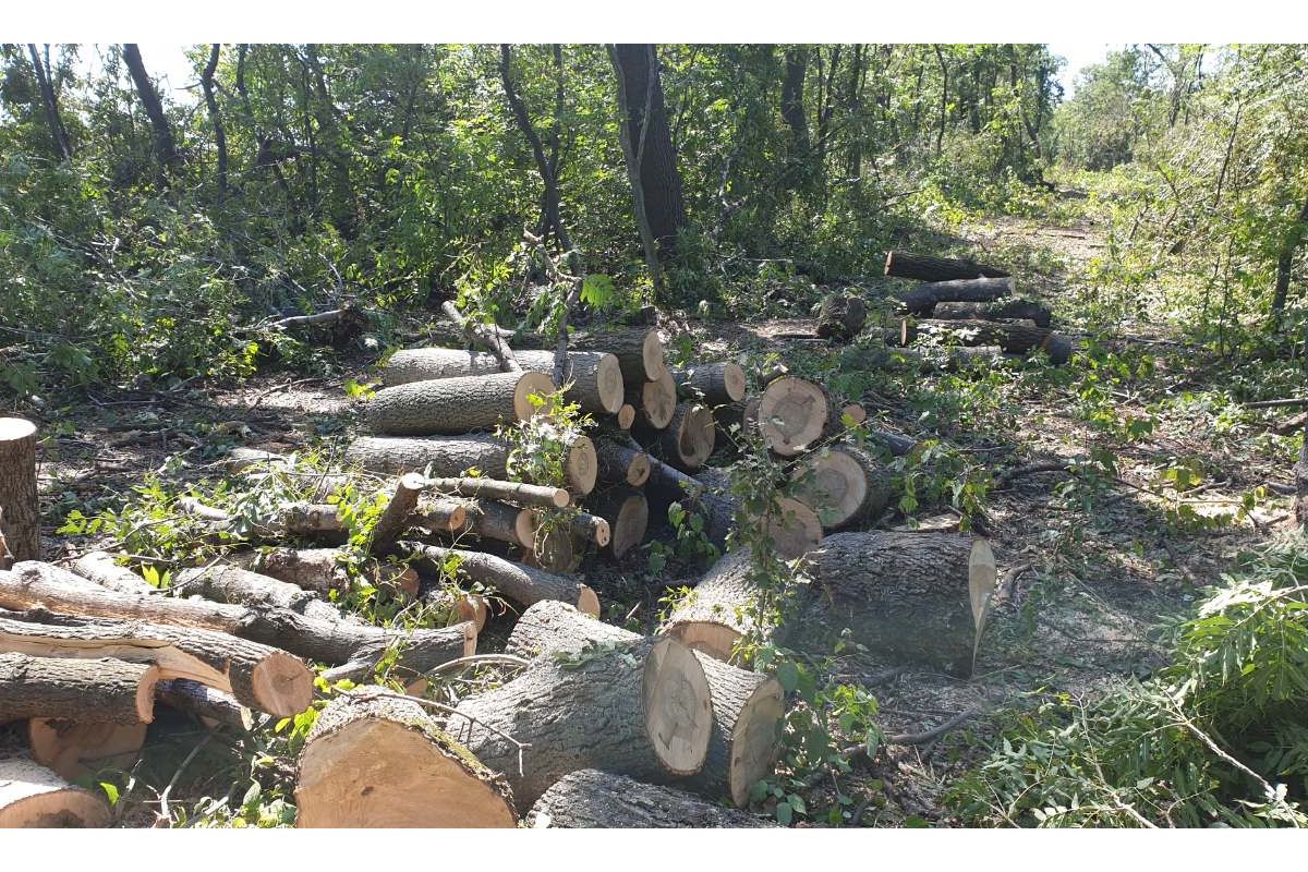 У Слов’янському районі викрито зловмисника, який незаконною порубкою дерев спричинив державі шкоду на суму понад 1,8 млн грн У Слов’янському районі викрито зловмисника, який незаконною порубкою дерев спричинив державі шкоду на суму понад 1,8 млн грн