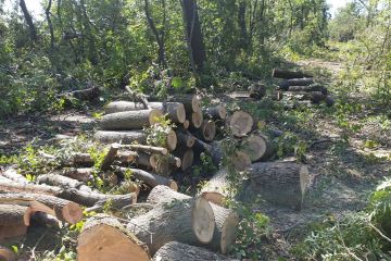 У Слов’янському районі викрито зловмисника, який незаконною порубкою дерев спричинив державі шкоду на суму понад 1,8 млн грн У Слов’янському районі викрито зловмисника, який незаконною порубкою дерев спричинив державі шкоду на суму понад 1,8 млн грн