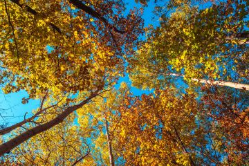 Вихідні в Україні все ще будуть теплими Вихідні в Україні все ще будуть теплими