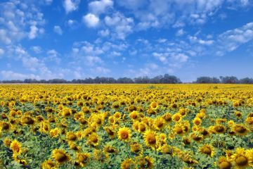 За втручання прокуратури розірвано договір через нецільове використання 330 га землі За втручання прокуратури розірвано договір через нецільове використання 330 га землі