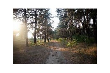 Прокуратура вживає заходи щодо повернення у державну власність земель лісового фонду вартістю 20 млн грн   Прокуратура вживає заходи щодо повернення у державну власність земель лісового фонду вартістю 20 млн грн