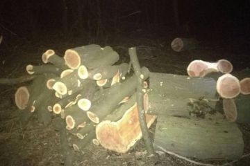 За знищення дерев у полезахисній лісосмузі чоловік може на 3 роки потрапити за ґрати За знищення дерев у полезахисній лісосмузі чоловік може на 3 роки потрапити за ґрати