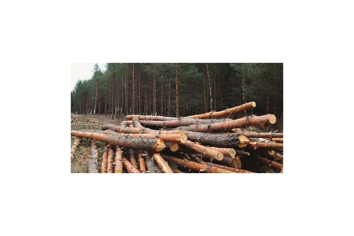 Незаконна вирубка лісів в Україні