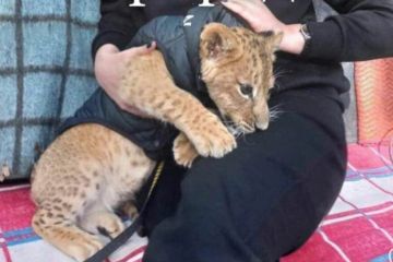 На Криворіжжі може осліпнути левеня На Криворіжжі може осліпнути левеня