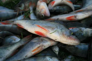 ​Україна розширила свій експорт риби та рибних продуктів на новий ринок. 