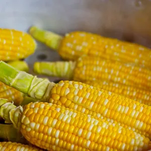 ​Спад експортного попиту спричинив зниження ціни на кукурудзу в Україні