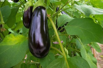 Что происходит с телом когда вы едите баклажаны Что происходит с телом когда вы едите баклажаны