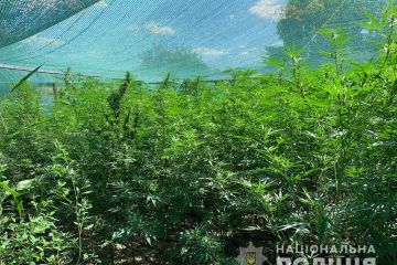 На Дніпропетровщині молодик дбайливо вирощував кущі конопель На Дніпропетровщині молодик дбайливо вирощував кущі конопель