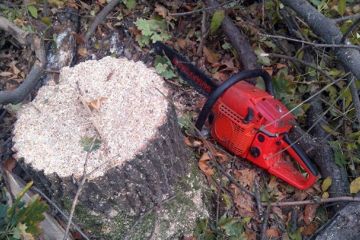 Знищення дерев на території державного лісництва обернеться для двох сусідів кримінальною відповідальністю Знищення дерев на території державного лісництва обернеться для двох сусідів кримінальною відповідальністю