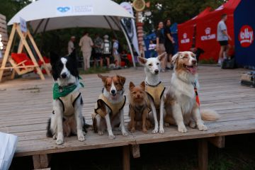 У Києві відбувся наймасштабніший фестиваль для власників собак ПЕСИКИ ФЕСТ 2.0 У Києві відбувся наймасштабніший фестиваль для власників собак ПЕСИКИ ФЕСТ 2.0