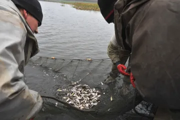 ​У водойми Дніпропетровщини випустили майже чотири тонни товстолоба та коропа
