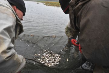 У водойми Дніпропетровщини випустили майже чотири тонни товстолоба та коропа У водойми Дніпропетровщини випустили майже чотири тонни товстолоба та коропа