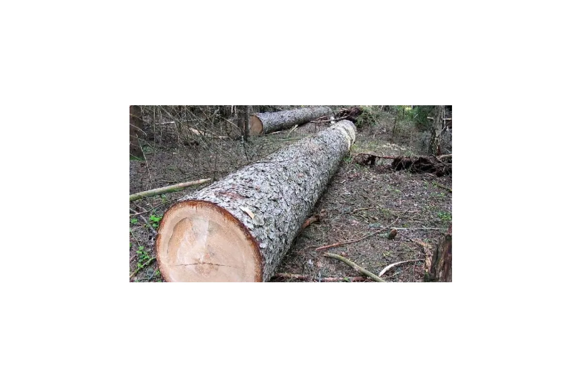 Новий стандарт якості деревини за моделями євростандартів, або що буде з вітчизняним «лісом» у 2019 році?