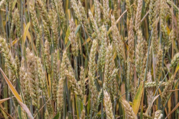 Виявили хвороби зернових культур в Криму Виявили хвороби зернових культур в Криму