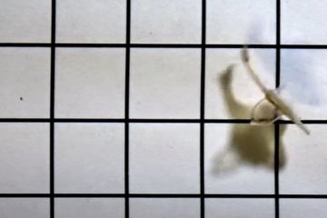 Вчені створили рибку з людського серця Вчені створили рибку з людського серця