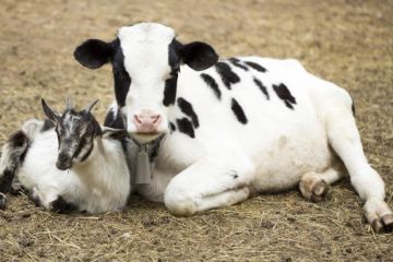 Україна відновлює програми державної підтримки для аграріїв, спрямовані на утримання великої рогатої худоби, кіз та овець Україна відновлює програми державної підтримки для аграріїв, спрямовані на утримання великої рогатої худоби, кіз та овець