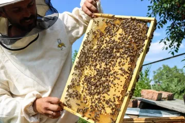 ​У столиці закликали захищати бджіл