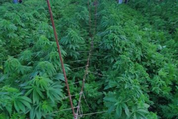 Викрито жінку, яка вирощувала наркоплантацію з понад 700 кущів конопель. Викрито жінку, яка вирощувала наркоплантацію з понад 700 кущів конопель.