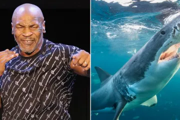 ​Майк Тайсон перед поверненням на ринг провів спаринг із 30 акулами