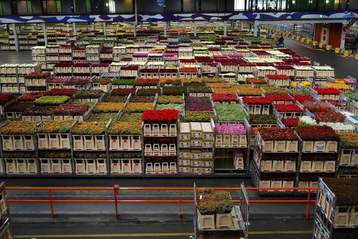 Світові витрати на імпорт продовольства досягнуть рекордного рівня у 2021 році Світові витрати на імпорт продовольства досягнуть рекордного рівня у 2021 році