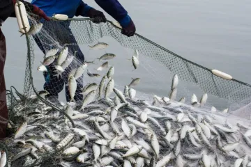 ​Світова організація торгівлі наблизилася до вирішення проблеми перелову риби