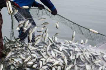 Світова організація торгівлі наблизилася до вирішення проблеми перелову риби Світова організація торгівлі наблизилася до вирішення проблеми перелову риби