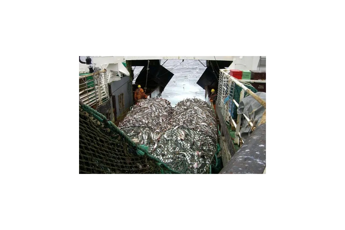 Виробництво консервованої та експорт готової риби в Україні суттєво збільшився
