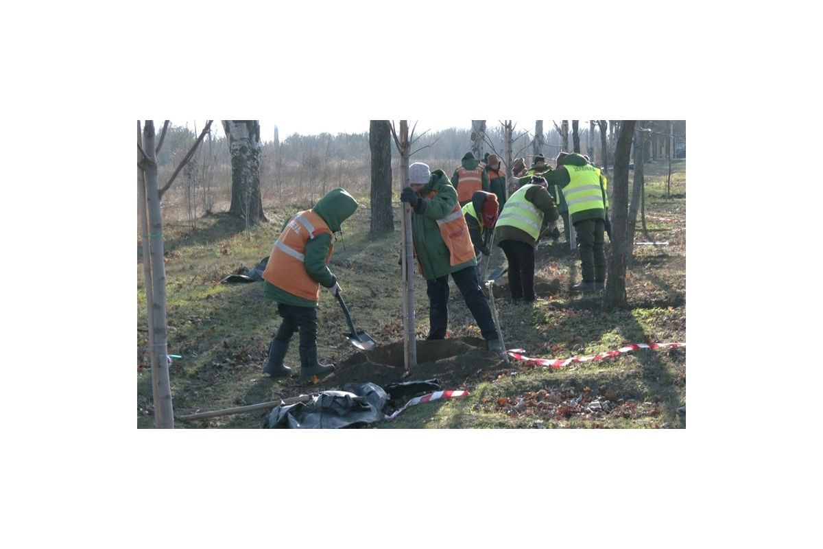 Нові дерева Запоріжжя Нові дерева Запоріжжя