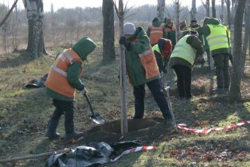 Нові дерева Запоріжжя Нові дерева Запоріжжя