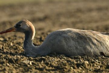 Чи винні фермери у загибелі птахів і чому їх звинуватили в цьому?  Чи винні фермери у загибелі птахів і чому їх звинуватили в цьому?