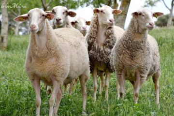 Скандали навколо кладовищ у Дніпрі продовжуються! В Павлограді випасають овець на цвинтарі! Скандали навколо кладовищ у Дніпрі продовжуються! В Павлограді випасають овець на цвинтарі!