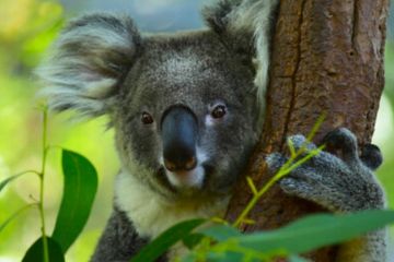Коали під загрозою вимирання Коали під загрозою вимирання