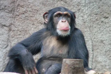 ​Вчені вперше помітили, що шимпанзе використовують комах для самолікування