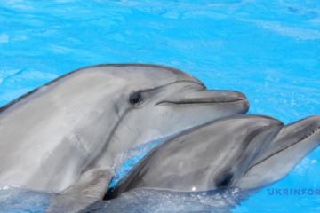 Російське вторгнення в Україну :  Харківському дельфінарію «Немо» не вистачає коштів на рибу та вітаміни для тварин Російське вторгнення в Україну :  Харківському дельфінарію «Немо» не вистачає коштів на рибу та вітаміни для тварин
