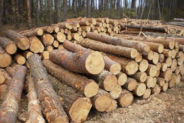 «Чорним лісорубам», які завдали шкоду природному середовищу майже на 5 млн грн, загрожує до 12 років за ґратами «Чорним лісорубам», які завдали шкоду природному середовищу майже на 5 млн грн, загрожує до 12 років за ґратами