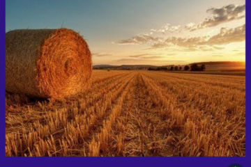 У Заставнівському районі Чернівецької області місцевий житель самовільно захопив 3,3 га землі. Прокуратура через суд витребувала вказану земельну ділянку з незаконного користування У Заставнівському районі Чернівецької області місцевий житель самовільно захопив 3,3 га землі. Прокуратура через суд витребувала вказану земельну ділянку з незаконного користування