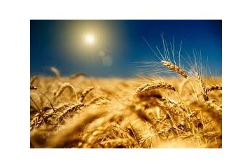 Прокуратура домоглась повернення у комунальну власність земельних ділянок загальною площею майже 325 га Прокуратура домоглась повернення у комунальну власність земельних ділянок загальною площею майже 325 га