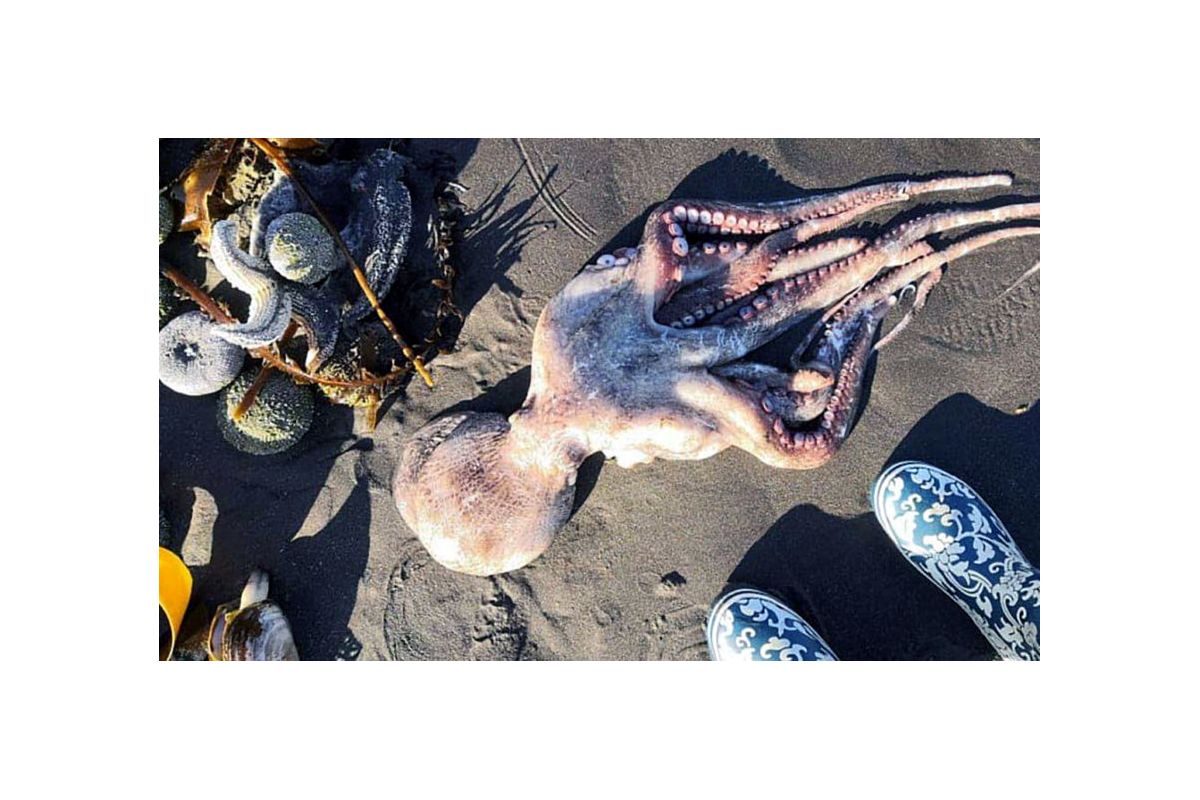Вчені звинуватили водорості в забрудненні Камчатки Вчені звинуватили водорості в забрудненні Камчатки