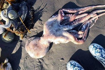 Вчені звинуватили водорості в забрудненні Камчатки Вчені звинуватили водорості в забрудненні Камчатки