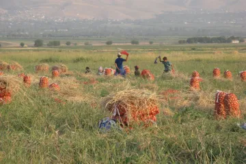 ​Афганістану загрожує катастрофа, якщо сільське господарство в країні буде зруйновано