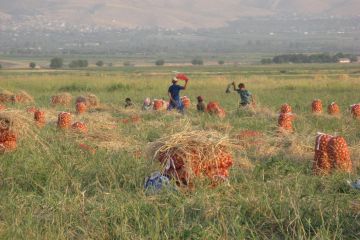 Афганістану загрожує катастрофа, якщо сільське господарство в країні буде зруйновано Афганістану загрожує катастрофа, якщо сільське господарство в країні буде зруйновано