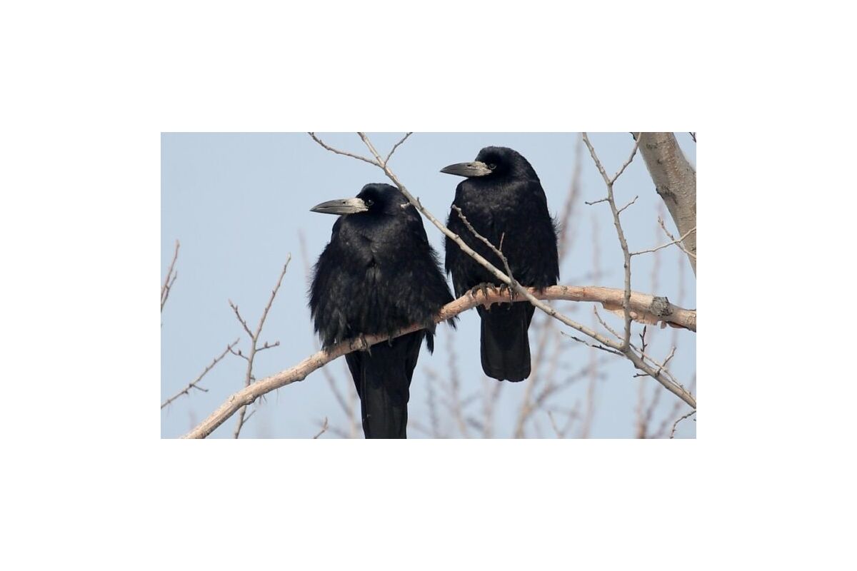 Школярі: пташині снайпери Школярі: пташині снайпери