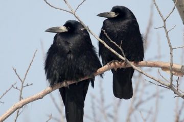 Школярі: пташині снайпери Школярі: пташині снайпери