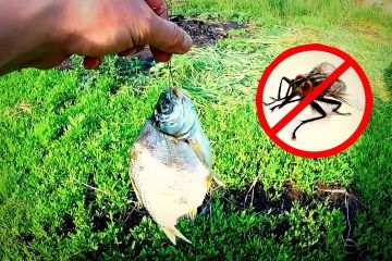 Чому від риби треба відганяти мух? Чому від риби треба відганяти мух?