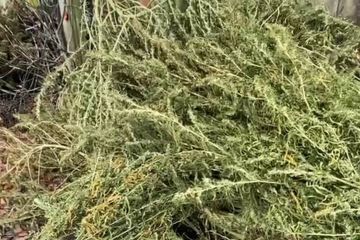 Зібрав майже 29 кг канабісу – до 5 років ув’язнення засуджено жителя Краматорського району Зібрав майже 29 кг канабісу – до 5 років ув’язнення засуджено жителя Краматорського району