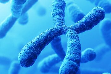 Каріотип (хромосомний аналіз) Київ Каріотип (хромосомний аналіз) Київ