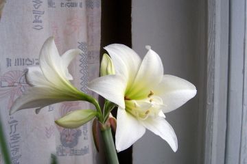 Неймовірні екзотичні квітки розквітли в Дніпровському ботанічному саду! Неймовірні екзотичні квітки розквітли в Дніпровському ботанічному саду!